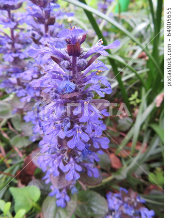 Blue salvia Blue salvia 64905655
