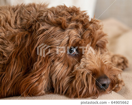 Young Cockapoo lying on a chair Young Cockapoo lying on a chair 64905662