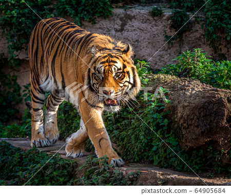 One Eyed Sumatran tiger (Panthera tigris 64905684