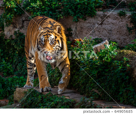 One Eyed Sumatran tiger (Panthera tigris 64905685