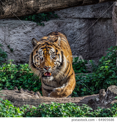 One Eyed Sumatran tiger (Panthera tigris One Eyed Sumatran tiger (Panthera tigris 64905686