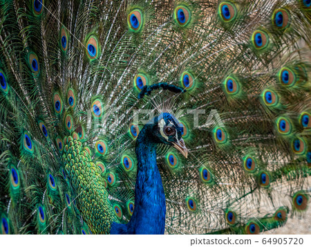 Indian Peacock, Pavo cristatus, displaying its Indian Peacock, Pavo cristatus, displaying its 64905720