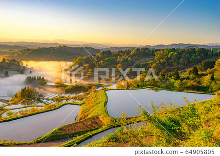 Terraced rice fields in Hoshitoge in early summer Morning scenery Unkai [Niigata Prefecture] 64905805