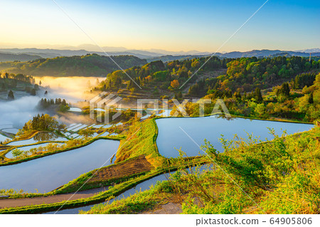Terraced rice fields in Hoshitoge in early summer Morning scenery Unkai [Niigata Prefecture] 64905806