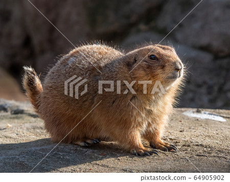 Black-tailed prairie dog Black-tailed prairie dog 64905902
