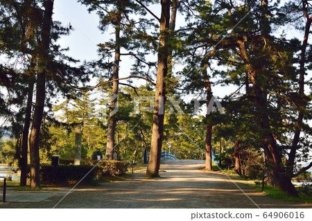Amanohashidate pine trees 64906016