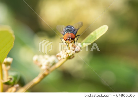 Steel-blue Bluebottle Blowfly 64906100