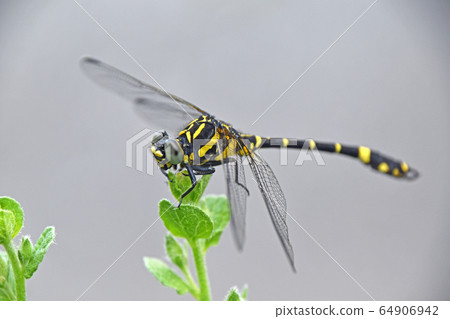 香山 香山 64906942