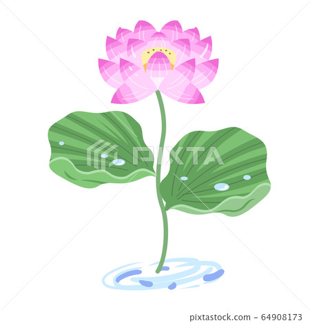 Lotus flower illustration (pink / pink) 64908173