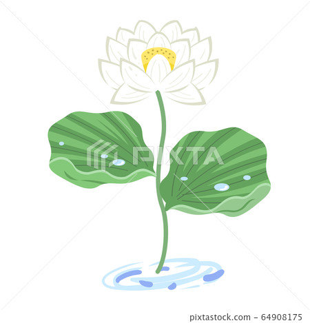Lotus flower illustration (white) 64908175