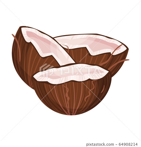 Halved Coconut with Hard Shell and Fibrous Husk Showing White Inner Flesh Vector Illustration Halved Coconut with Hard Shell and Fibrous Husk Showing White Inner Flesh Vector Illustration 64908214