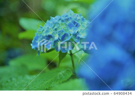 繡球@ Meigetsuin 64908434