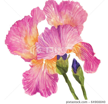 german iris, iridaceae, pink 64908840