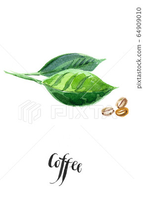 Green leaves of coffee and coffee beans 64909010