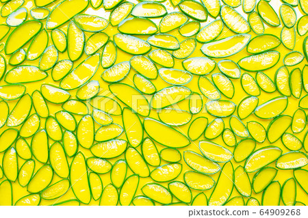 Aloe vera is a popular medicinal plant for health 64909268