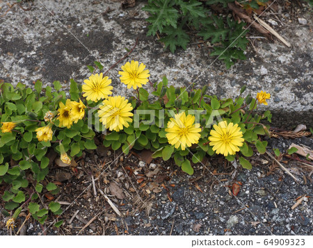 Crisp Crisp 64909323