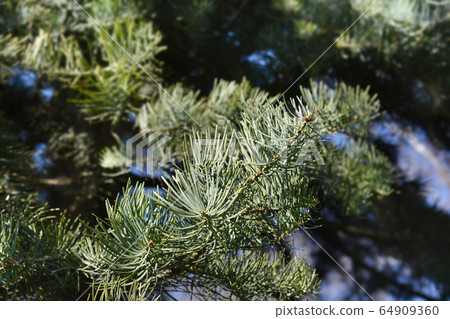 Colorado white fir 64909360