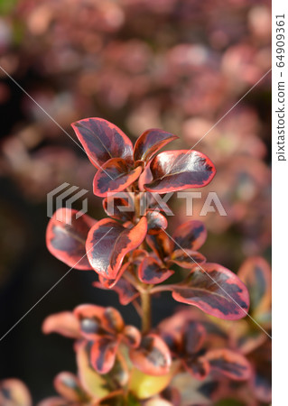 Looking-glass plant Inferno 64909361