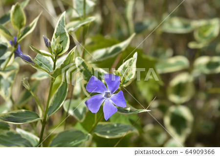 Lesser Periwinkle Variegata Lesser Periwinkle Variegata 64909366