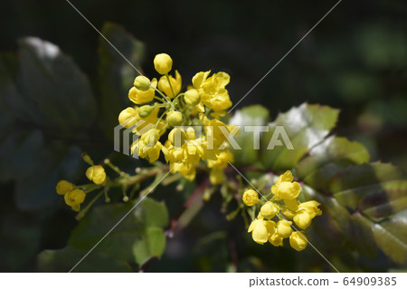 Oregon grape 64909385