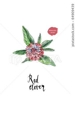 Single flower of red clover in watercolor Single flower of red clover in watercolor 64909439