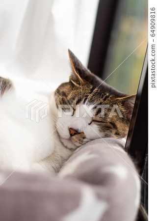 Window-side cat Window-side cat 64909816