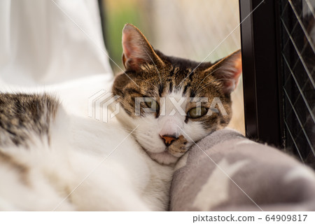 Window-side cat Window-side cat 64909817
