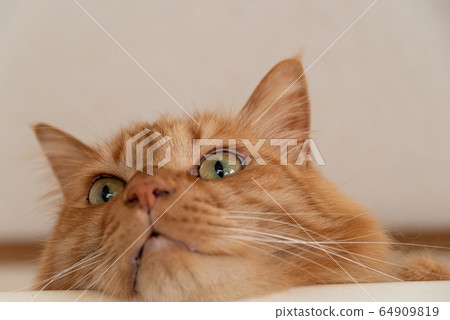 Brown cat Brown cat 64909819