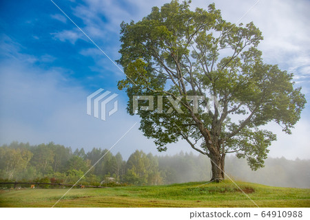 Nagano Prefecture Kaida Kogen Kiso Horse Village One tree in Asagiri Nagano Prefecture Kaida Kogen Kiso Horse Village One tree in Asagiri 64910988