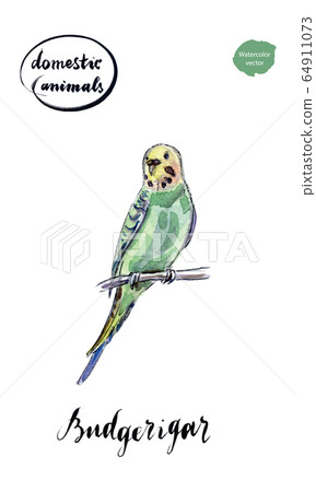 Watercolor green and yellow budgerigar Watercolor green and yellow budgerigar 64911073