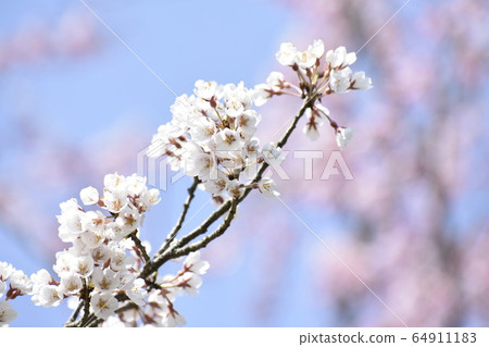 Plum blossom  64911183