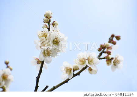 Plum blossom  64911184