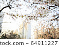 櫻桃樹 64911227