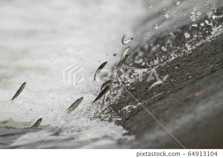 Jujuu ... 7 64913104