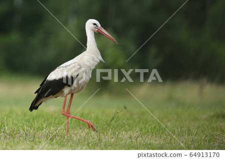 White stork 64913170