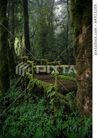 The scenery of the wooden route in Ang Ka Nature trail 64913209