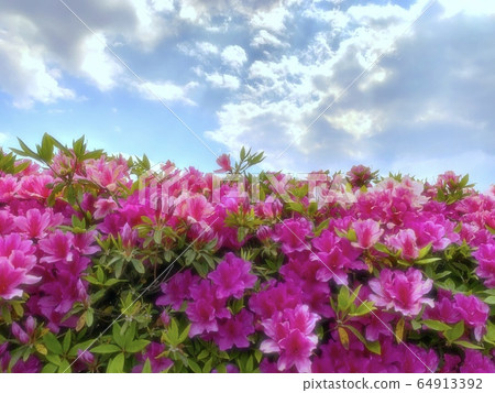 Spring Nature Spring Nature 64913392