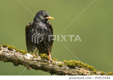 Starling bird on the branch (sturnus vulgaris) 64913489