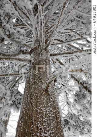 Yoshino cedar covered with hoarfrost (Yoshino-gun, Nara) Yoshino cedar covered with hoarfrost (Yoshino-gun, Nara) 64913903