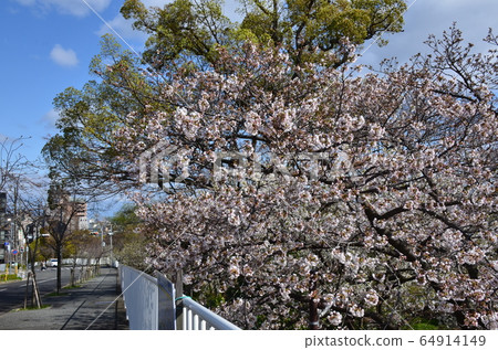 Yoshino cherry tree Yoshino cherry tree 64914149
