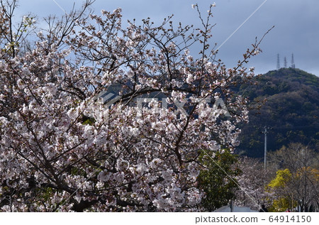 Yoshino cherry tree Yoshino cherry tree 64914150