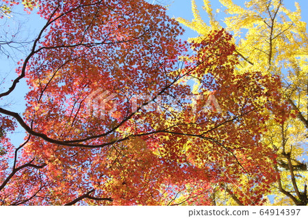 Autumn leaves! Autumn in Japan! !! 64914397