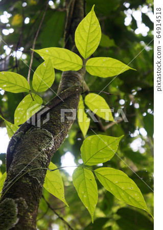熱帶雨林在哥斯達黎加 熱帶雨林在哥斯達黎加 64914518