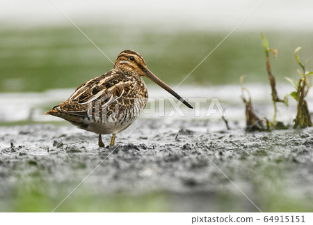 Common Snipe (Gallinago gallinago) Common Snipe (Gallinago gallinago) 64915151