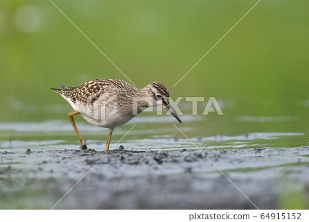 Wood Sandpiper (Tringa glareola) Wood Sandpiper (Tringa glareola) 64915152