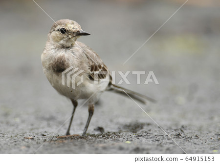White Wagtail (Motacilla alba) White Wagtail (Motacilla alba) 64915153