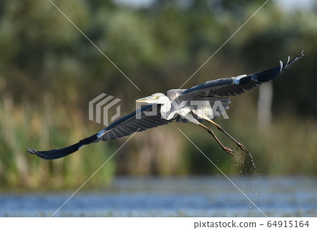 Grey heron (Ardea cinerea) Grey heron (Ardea cinerea) 64915164