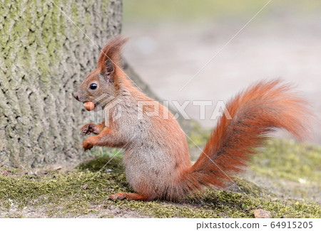 Red squirrel (Sciurus vulgaris) Red squirrel (Sciurus vulgaris) 64915205