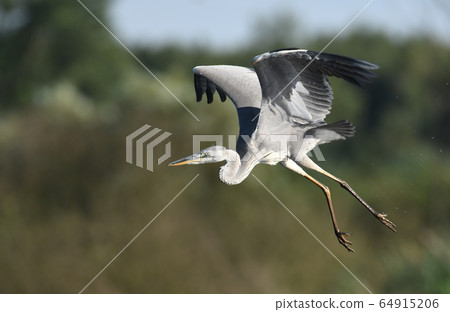 Grey heron (Ardea cinerea) Grey heron (Ardea cinerea) 64915206