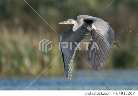 Grey heron (Ardea cinerea) Grey heron (Ardea cinerea) 64915207
